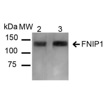 Western Blot: FNIP1 Antibody [NBP3-18249]